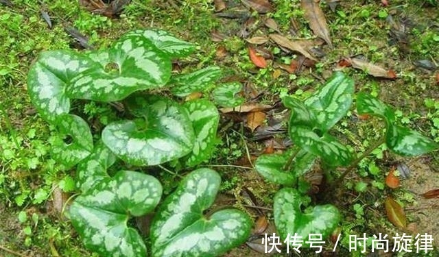 黄樟醚|这野草，俗称“杜葵”，屋后常见，每斤60却被当野草除掉，可惜了