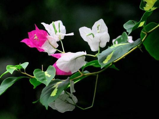 养盆“叶子花”，用点“它”别小气，花苞上百，花开成瀑布