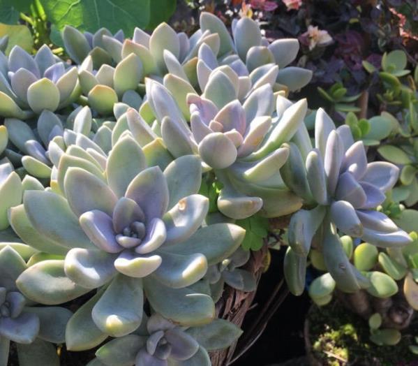 马库斯|5种漂亮多肉,四季都能养,长成老桩美极了,适合新手花友