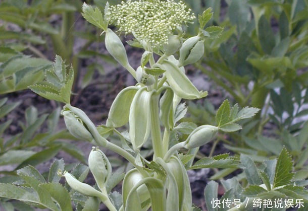 农村这种常见植物能祛风燥湿，消肿止痛，治头痛，你见过它吗