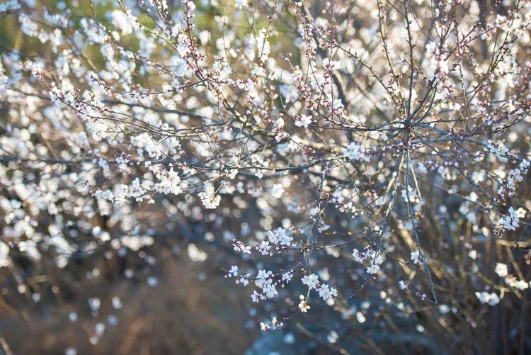 又是一年杏花开，趁着春日烂漫，一起去踏青赏花呀