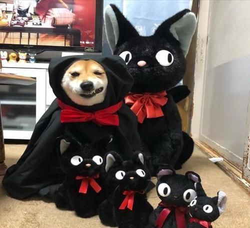 coser|柴犬“戏精”上身,各种COSPLAY神还原,柴犬:还有更难的吗?