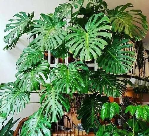 看看花友养了“10多年”的“龟背竹”,这是要上天?