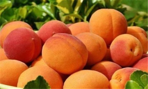 延缓衰老|聪明的人最爱吃4种食物,补血益气,清理肠胃,延缓衰老