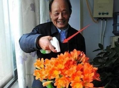 张大爷养君子兰,1年就用2种肥料,长的根旺叶绿,开花多、不夹箭