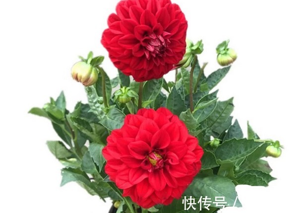 自己做出养花万能土，养啥旺啥，比买的土好很多