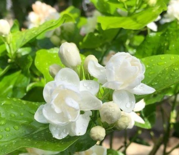 长寿花|聪明人都养4种花,看了就让人沉醉,年年开花不断,美