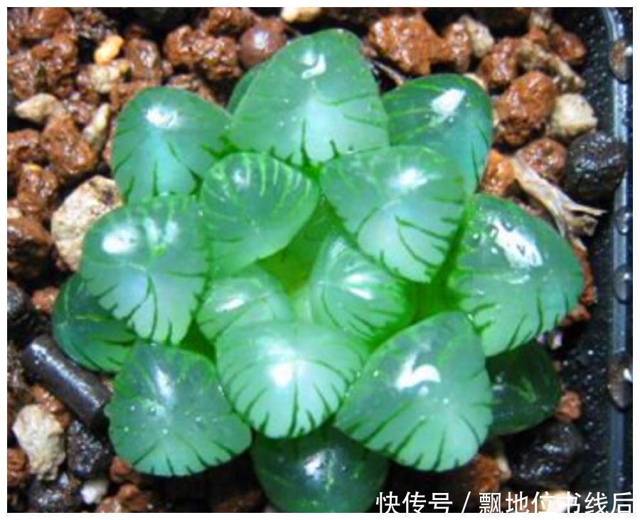 晶莹剔透|玉露晶莹彩珍珠美极了,做好6个点,颗颗饱满晶莹剔透