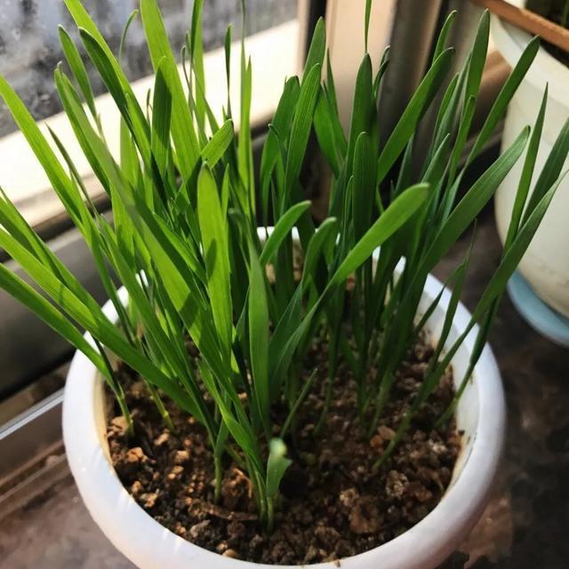 丢一把种子到水里,7天冒出小森林,越热越长个!绿植盆栽不用买