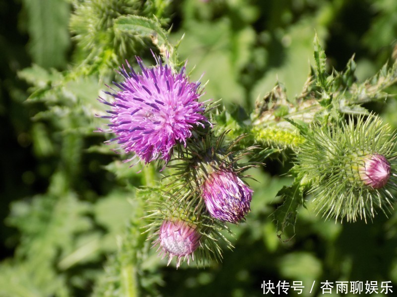 爱情故事|天生是“凤凰命”的三生肖女，婚后仍然魅力十足，再穷也有人追求