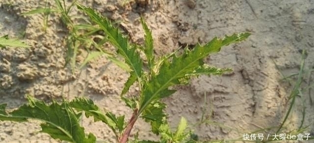 得了“脚气”奇痒无比别慌,农村一常见野草,用它煮水帮您搞定