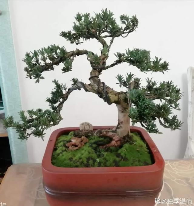盆景家里养盆松,代代出富翁,镇宅守家福气旺