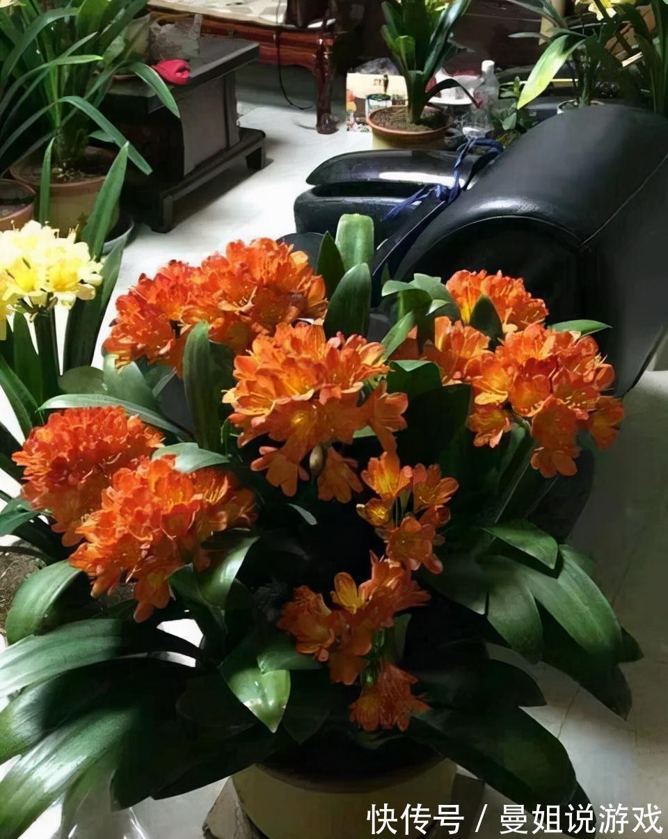 6大“富贵花”，能养几十年，花大雍容又华丽，能养成“传家宝”