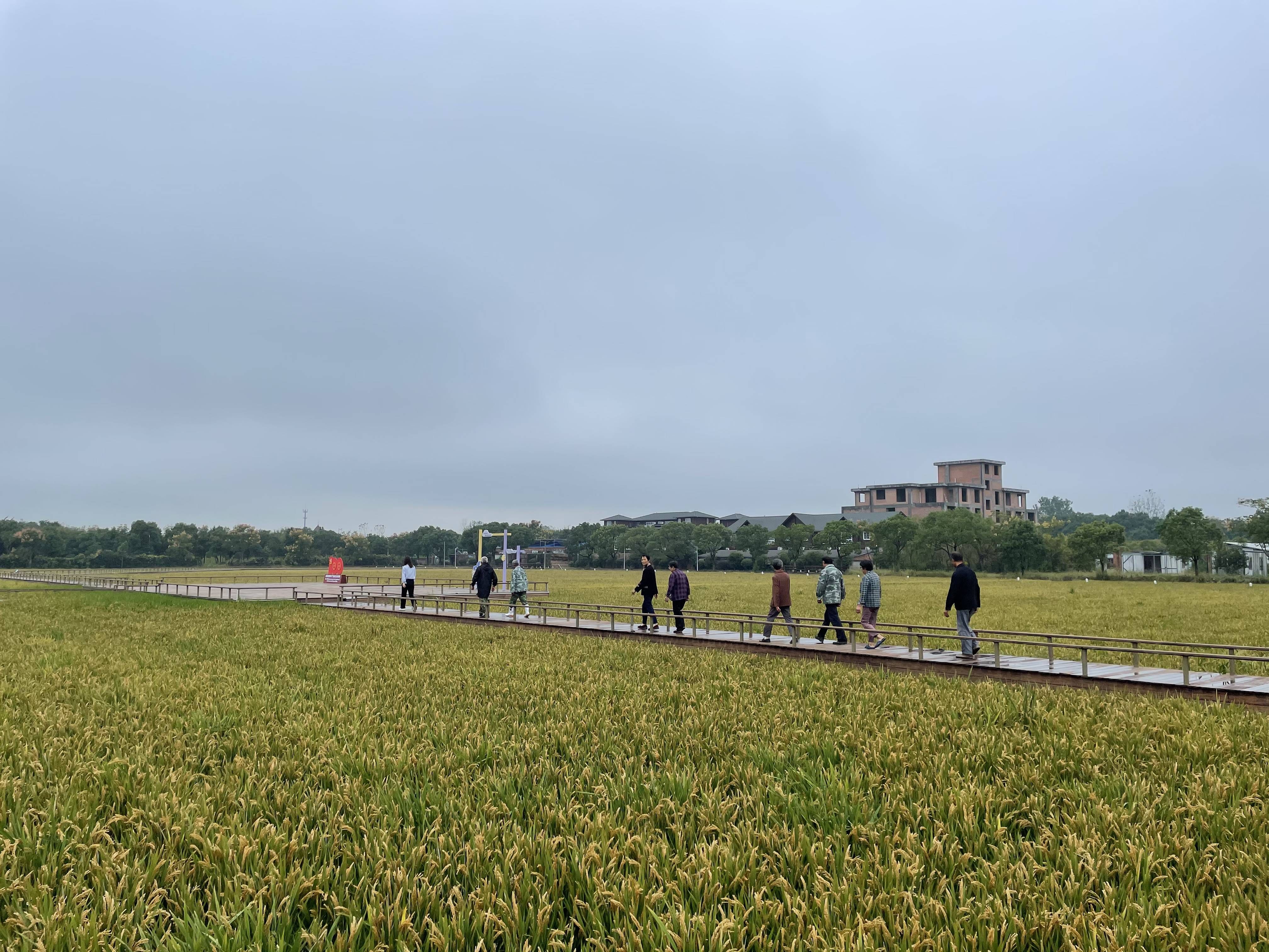 重阳|登高赏景、忆老底子时光，桐乡这里节日氛围浓郁→