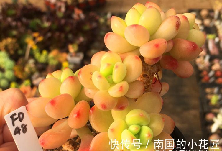没时间去香格里拉？那养一棵叫香格里拉的多肉吧！味道香香很好闻