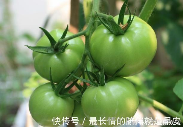 种菜|阳台上最好养的“3种菜”，种一次，吃不完，收获一盆又一盆