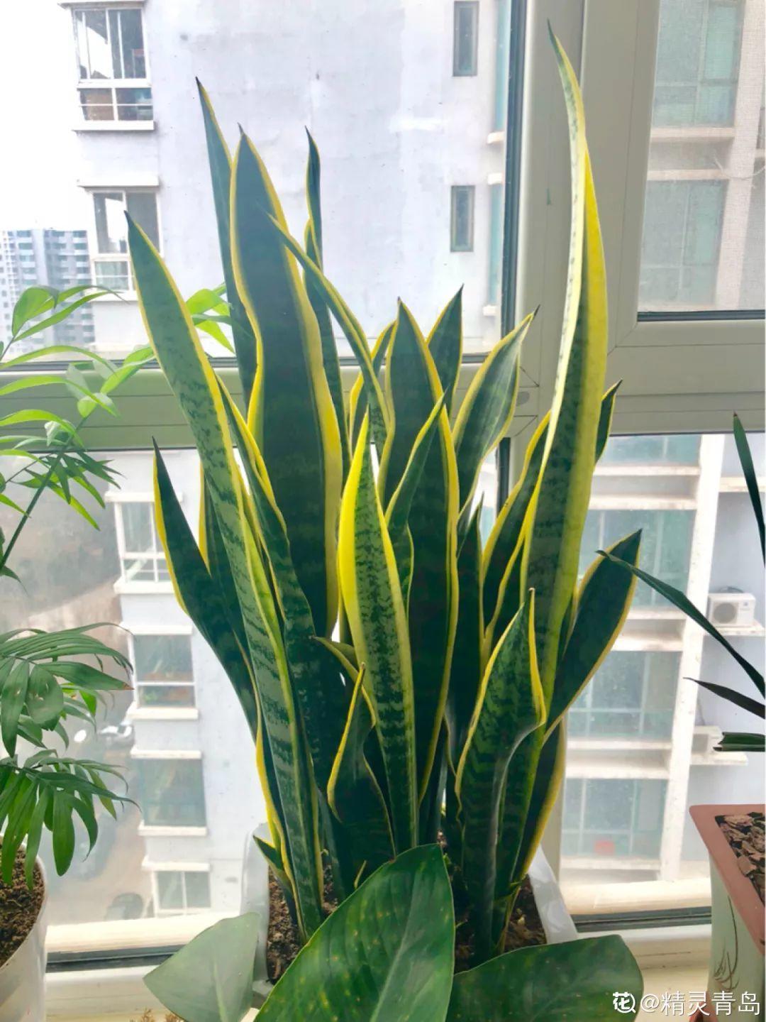 10种耐旱花,2个月不浇水,叶子反而绿油油!