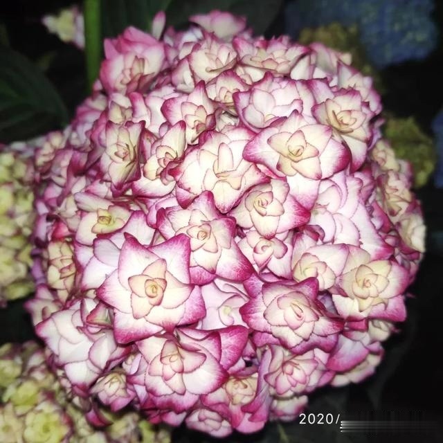 圆滚滚的绣球,瀑布般的花墙,这届花友也太会种花了吧