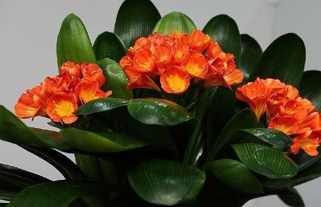 君子兰就爱吃这2种零食,往盆里埋一点,根壮叶肥,花开璀璨烂漫