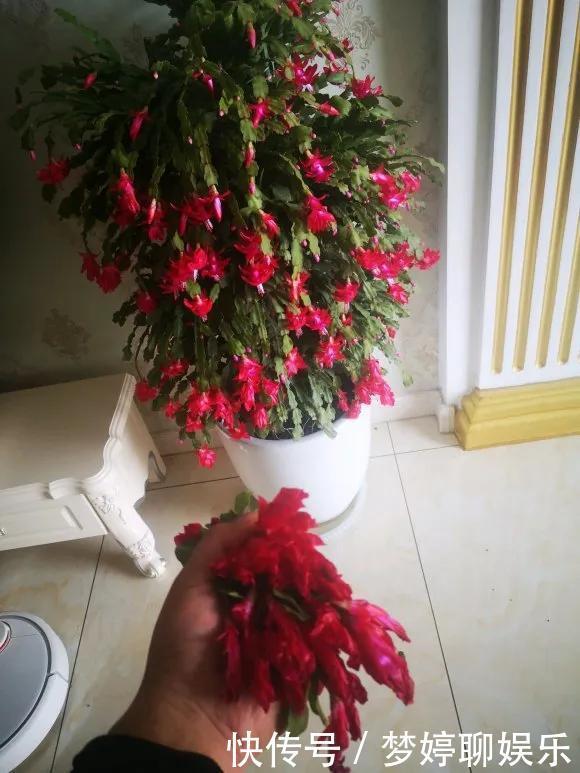 养花技巧养蟹爪兰,要舍得摘叶子,摘完新叶嗖嗖冒,入秋才有花