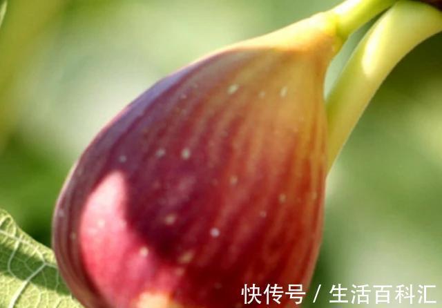 通乳|女人若有“乳腺增生”不慌,多吃4种食物,或通乳散结,缓解增生