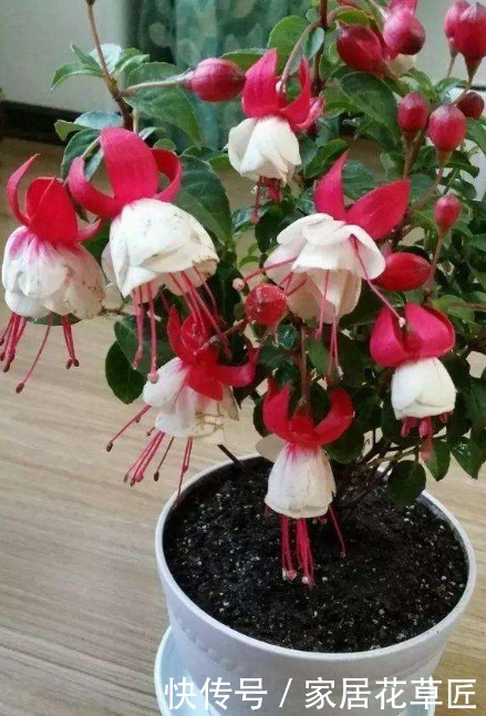 光照|客厅养花,就养“3种花”,寓意好,还容易养,显得价值更高