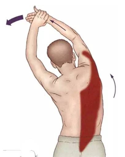 腹外斜肌|你要的拉筋，都在这里！