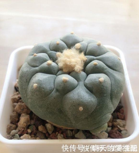 银冠玉|这种多肉很昂贵,50天不浇水,浇一次抗3个月,比仙人球好养