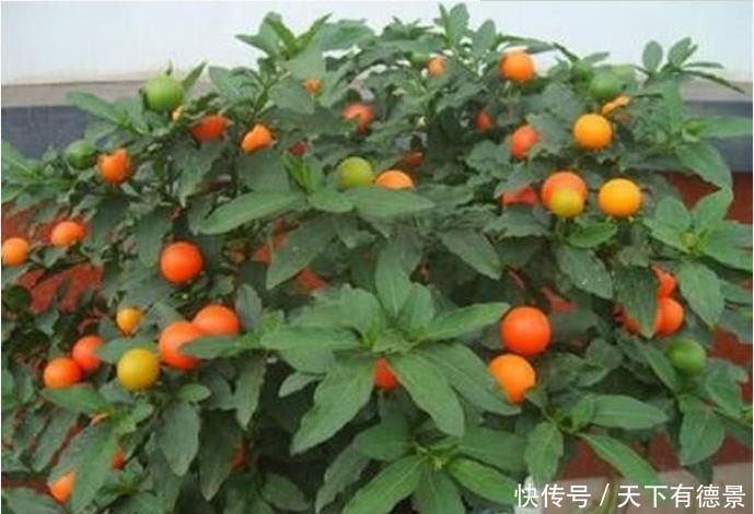 养花就养此几款,全年开花不停,花开枝繁叶茂