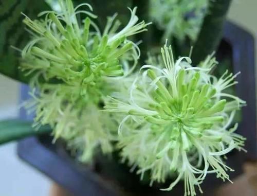 根系|卧室养什么花好?4种花就很合适,不花里花哨,实在