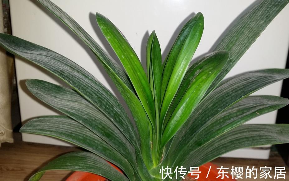 花卉|植物天热休眠,当多关注这4个问题,确保每一株都能平安度夏