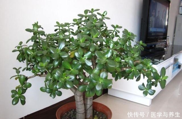 什么长寿花、富贵竹都不如养这“4种树”,寓意吉祥,越养越值钱!