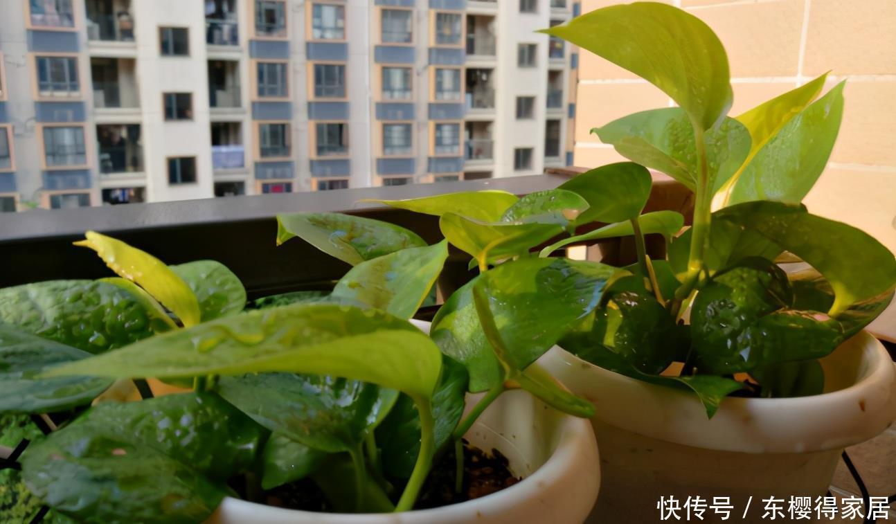 花卉|盆栽养花浇水不简单,常用这4种“水”,容易浇一盆死一盆