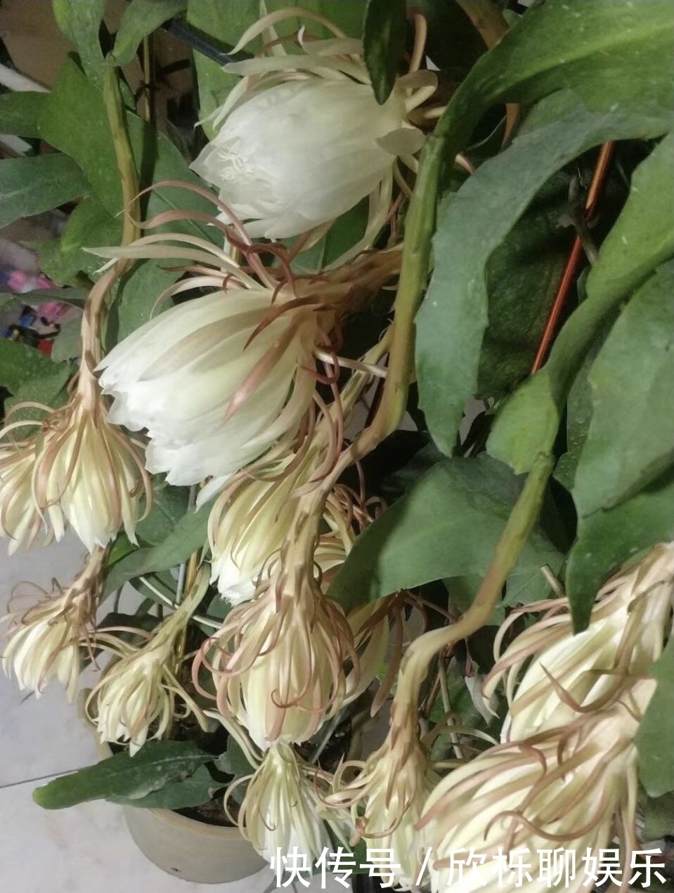 有机肥料|养了3年的昙花,终于开了50朵花,真是有“仙气”