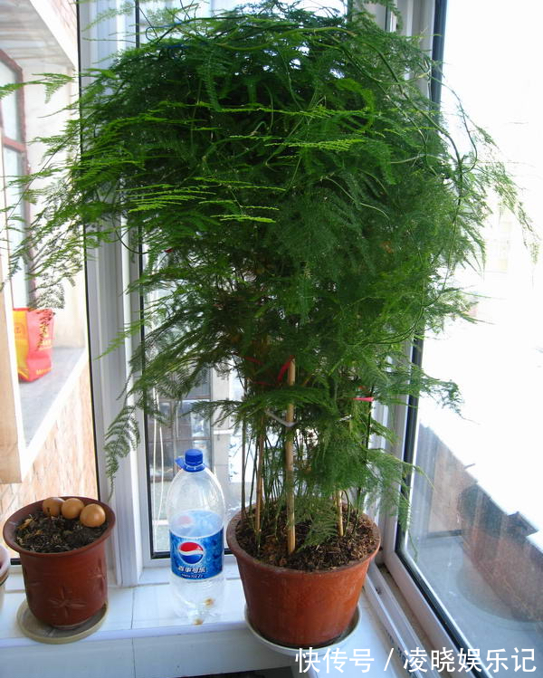 散尾葵|12种“健康花”,家里没太阳,照样长爆盆,贵气漂亮,旺家又养人