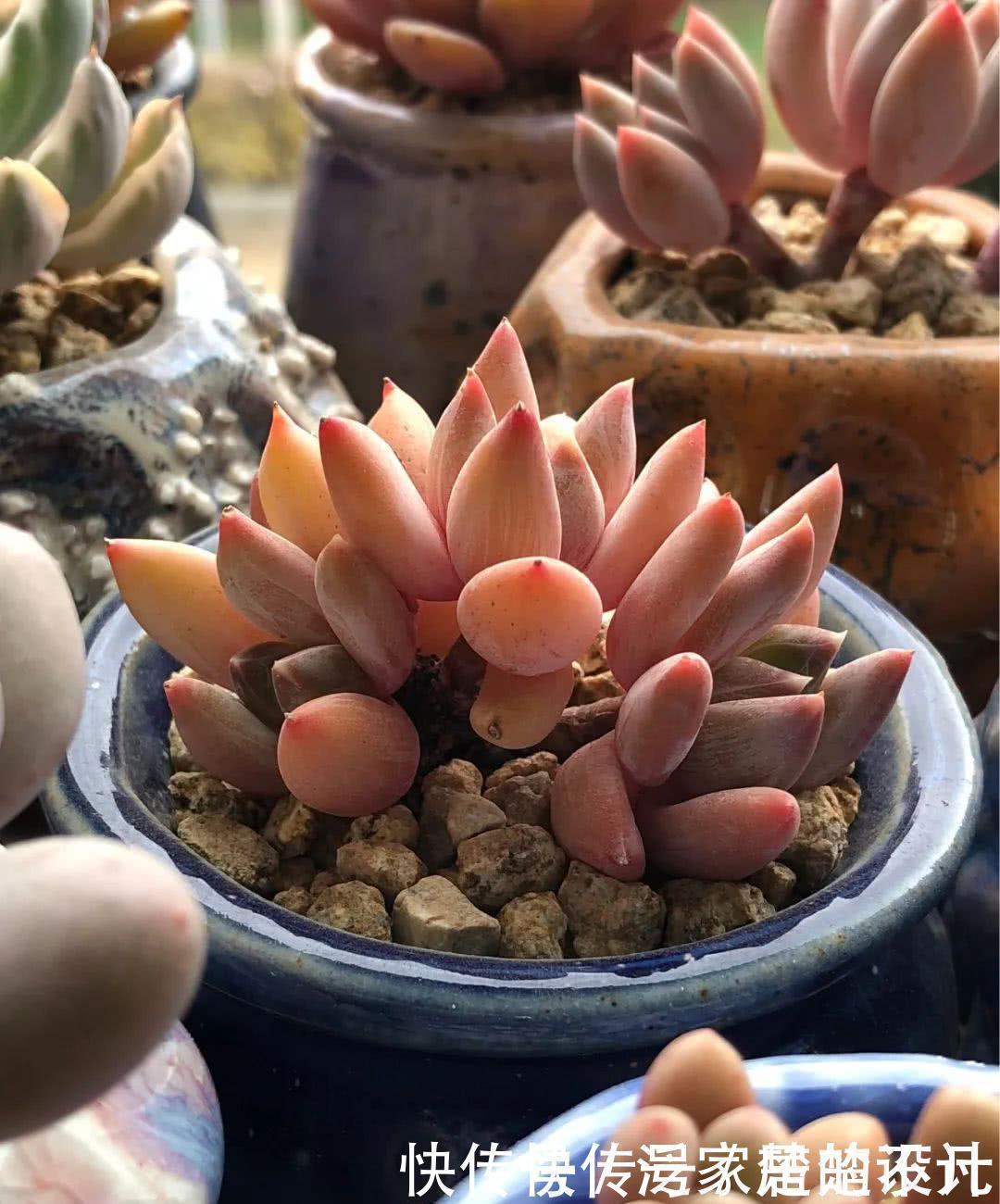 想要养好多肉,这4个方面绝对是关键,冬天更要注意