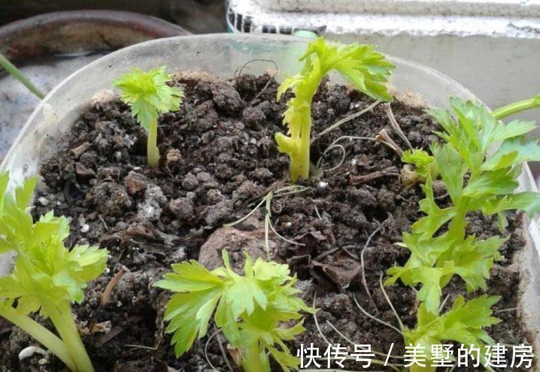 养花|于养花人而言,空油桶是什么?