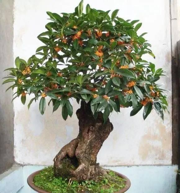 路边“3种树”,见了掰个枝,插盆就生根,做成盆景,寓意吉祥