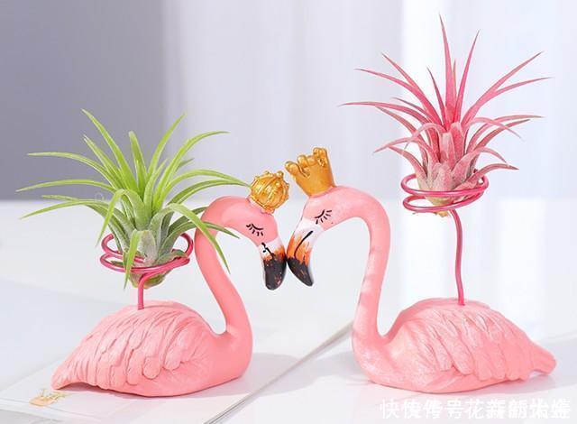 空气|不会养花,就养几颗空气凤梨,不用土栽,喷喷水就能活,特别好看