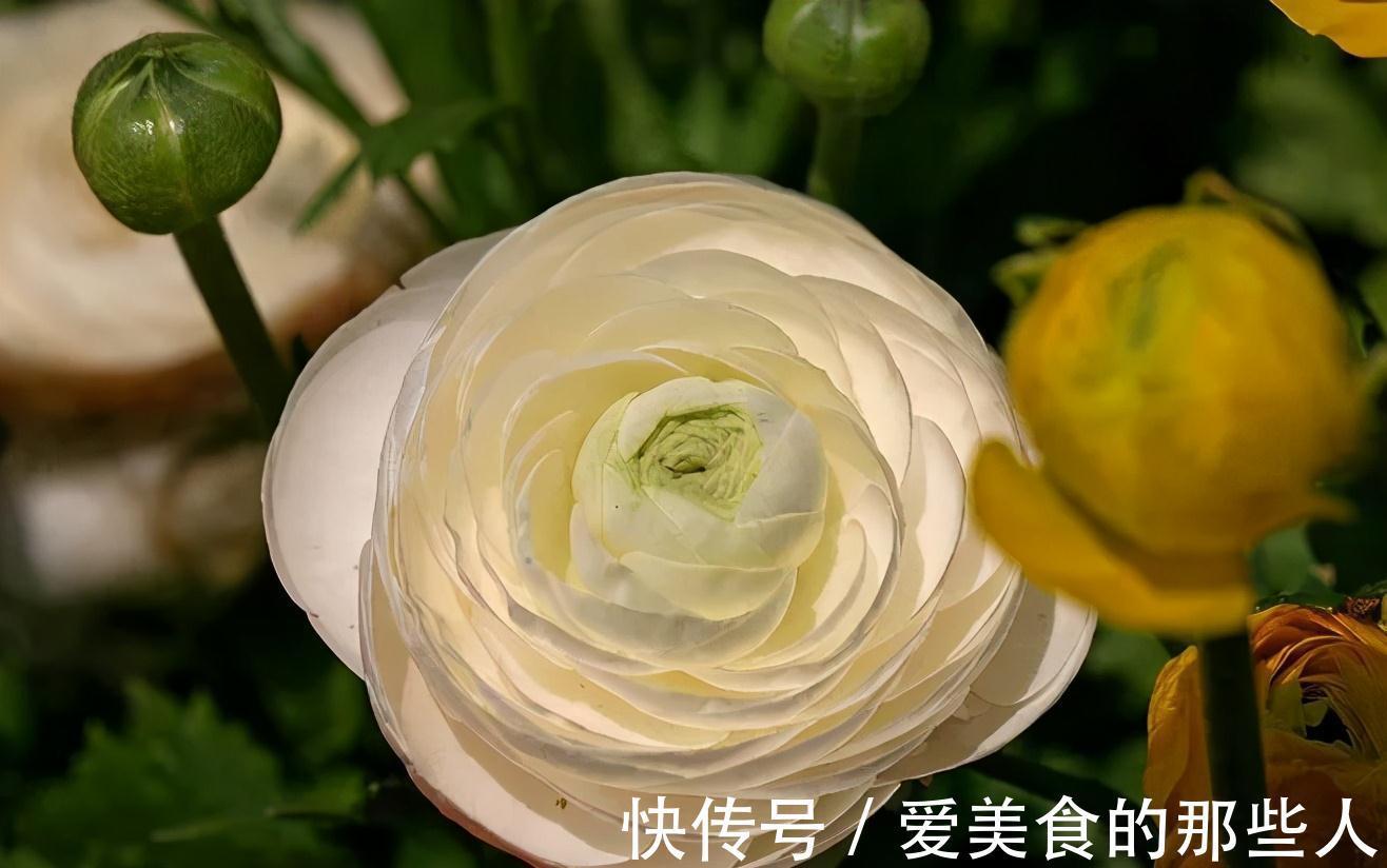修剪|花像牡丹,叶子又像芹菜,这种花你见过吗