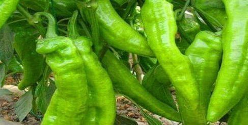 袪皱|女性到了中年,常吃3种食物,袪皱淡斑,排毒养颜,保养子宫