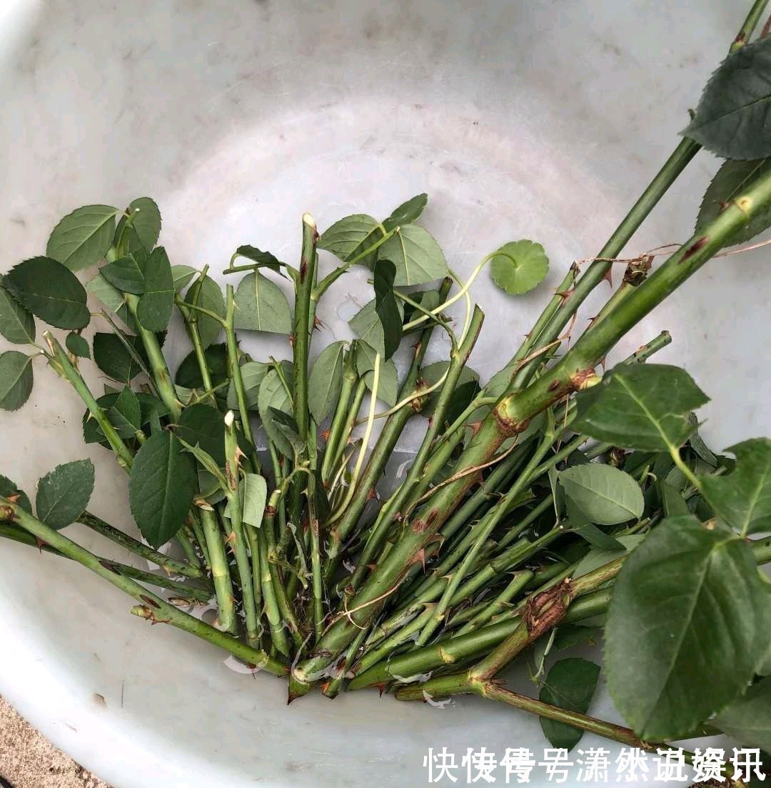 虎皮兰|春天，这八种花剪个枝插土里就活，养养就开花，错过就要等明年了