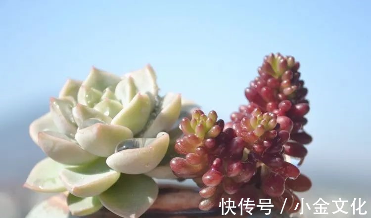 以阳光为滤镜,蓝天为背景,期待拥抱春天,拥抱自然!