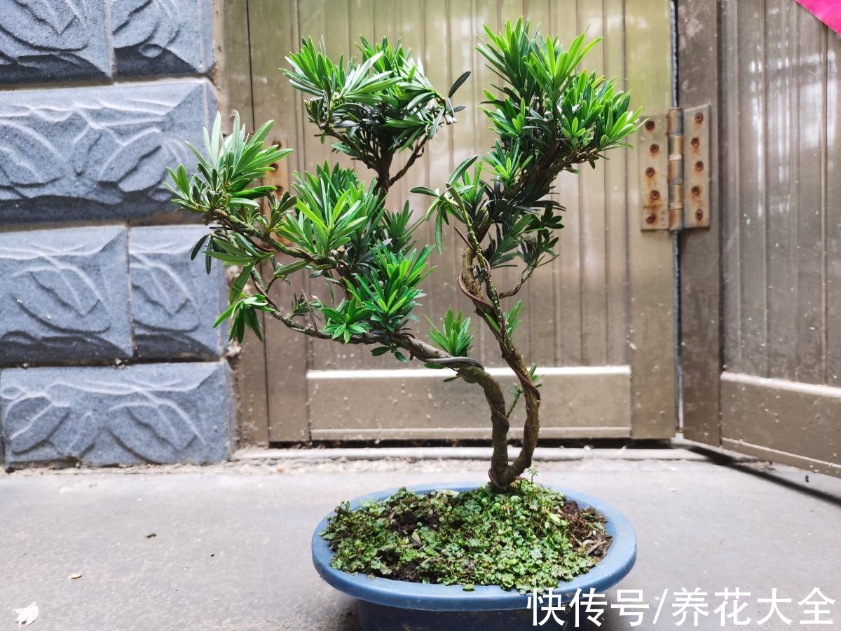 想要家中多贵气,当然要养岁寒三友,冬天养更合适