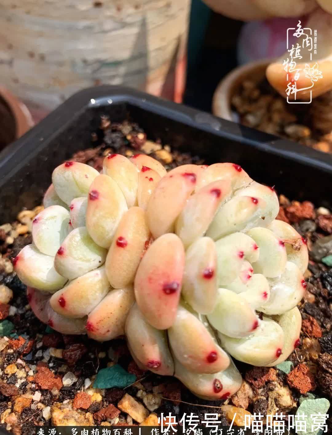 美杜莎|偶然相遇多肉,却成为心中挚爱!