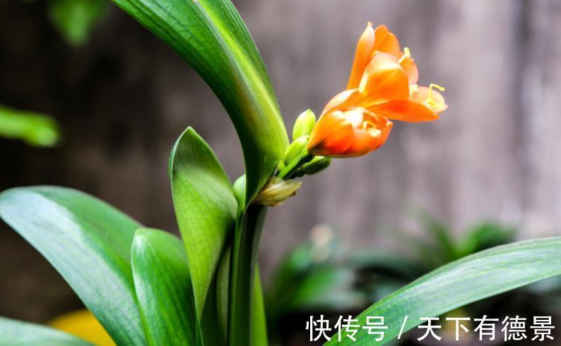 8月该如何“唤醒”君子兰？照顾到这4点，盆栽9、10月开花早