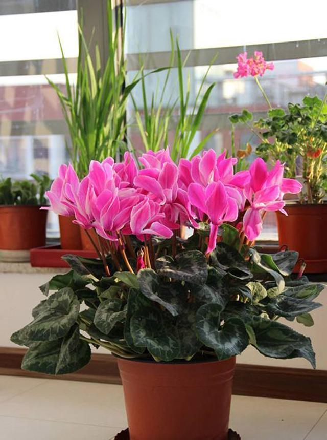 7种紧俏年宵花,个个都有“小脾气”,伺候好了,红红火火开一冬