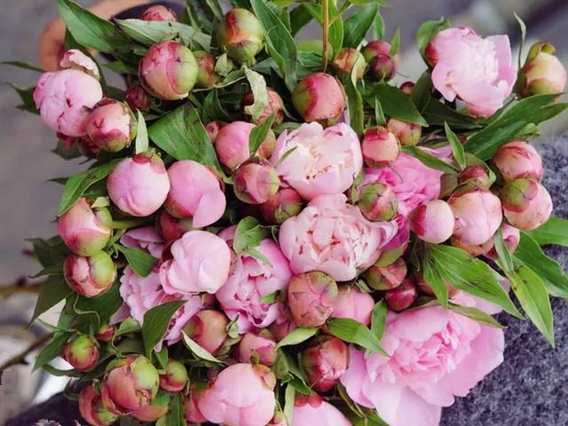 喜欢牡丹花,却一不小心买到芍药!附牡丹花品种图鉴大全