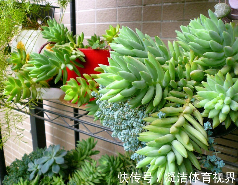 养多肉千佛手,砍头繁殖简单,叶插成活率高,适合新人练手