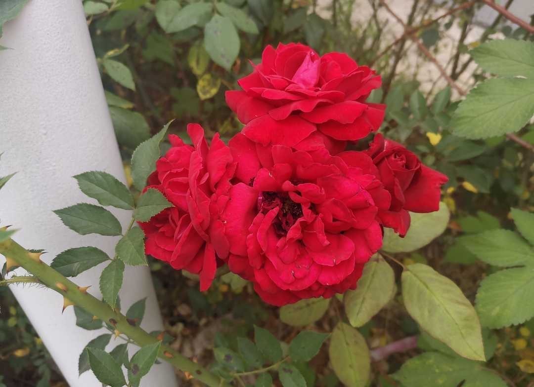 曾国藩:做人低调内敛,交友志趣远大,用劳谦廉约束自己